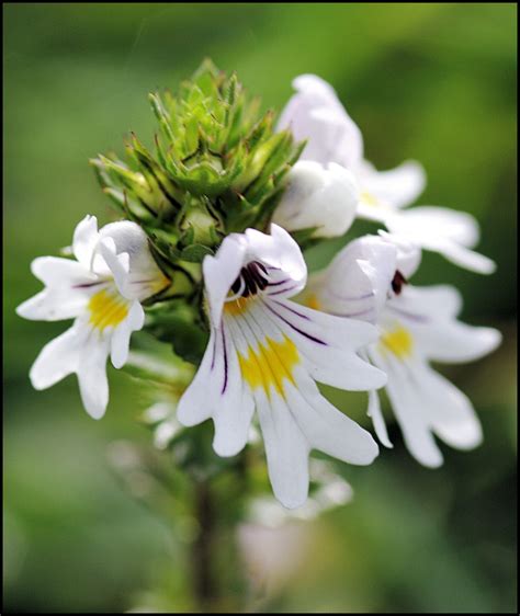 Eyebright (euphrasia officinalis) | One of 30 odd species, h… | Flickr