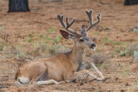 Leisure Moment Mule Deer Buck Bryce Canyon National Park Utah ...