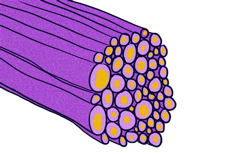 Nerves are multi-core cables of axons that send impulses