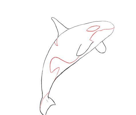 How To Draw A Killer Whale For Kids - Draw the beginning of the head and nose. - Download Free ...