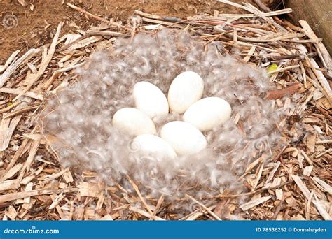 Nest of Unhatched Canadian Geese Eggs. Stock Photo - Image of geese ...