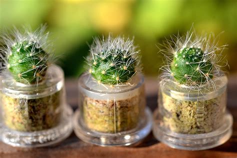 Mini Cactus Terrarium Keychains | The Green Head