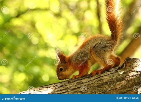 Baby squirrel on a tree stock photo. Image of eating - 55519096