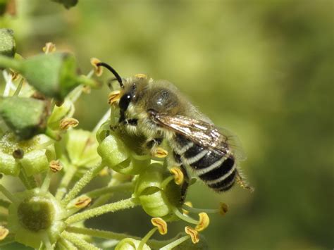 Colletes hederae (Colletidae - Plasterer Bees) | Simon Oliver | Flickr