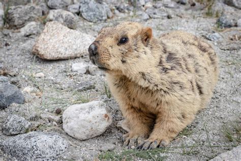 Himalayan marmot Free Stock Photos, Images, and Pictures of Himalayan ...