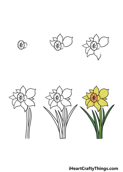 Daffodil Drawing - How To Draw A Daffodil Step By Step