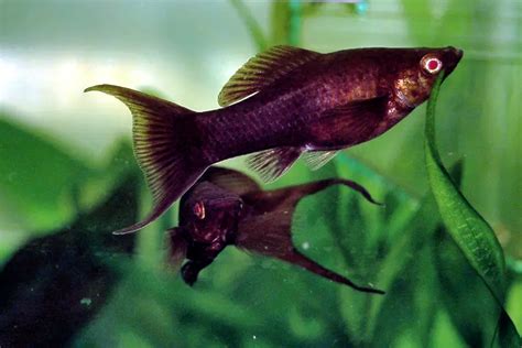 Black Molly Care & Facts (Poecilia Sphenops)