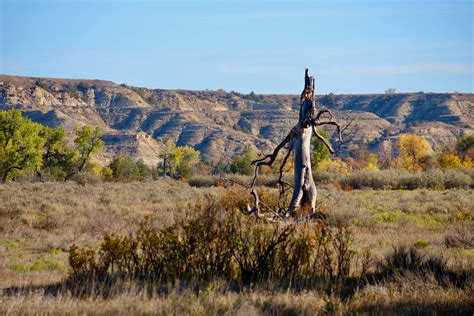 Wild Badlands — Badlands Conservation Alliance