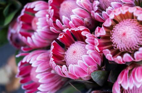 Red=Protea Images – Browse 5,666 Stock Photos, Vectors, and Video | Adobe Stock