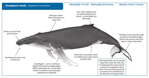 Humpback Whale : Eugy Humpback Whale Jetzt Bei Weltbild De Bestellen - Rather than teeth, they ...