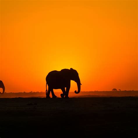 Download wallpaper 2780x2780 elephant, sunset, silhouette, africa ipad ...