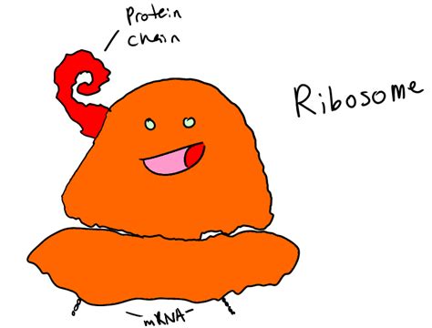 Free Ribosomes Cliparts, Download Free Ribosomes Cliparts png images ...