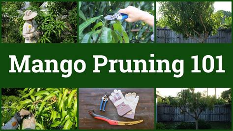 Mango Pruning 101 | Tree care, Mango tree, Pruning fruit trees