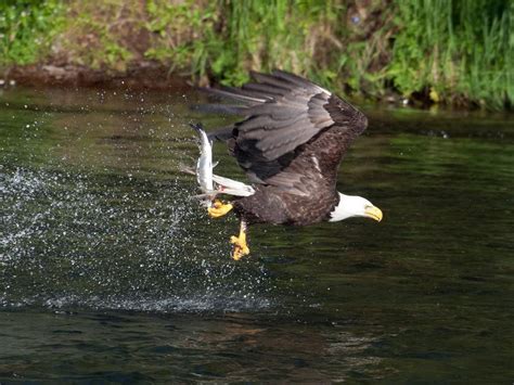 Do Bald Eagles Migrate? | Birdfact