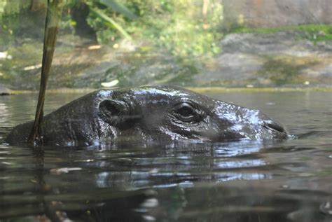 A Day at the Singapore Zoo | Live Limitless