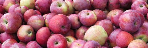 growing apples organically