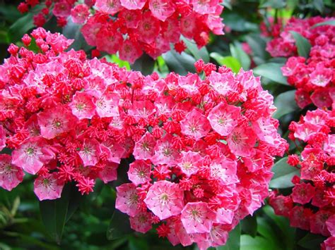 Best Flowering Shrubs For Shade / Choosing Zone 5 Bushes For Shade: Growing Bushes In Zone 5 ...