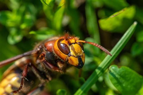 Wasp Woes: Safe Management of Wasp Nests in Tampa Yards