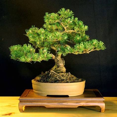 11 best Bonsai mugo pine images on Pinterest | Bonsai, Bonsai trees and Mugo pine