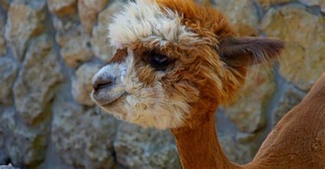 What’s a Baby Alpaca Called + 6 More Amazing Facts! - IMP WORLD