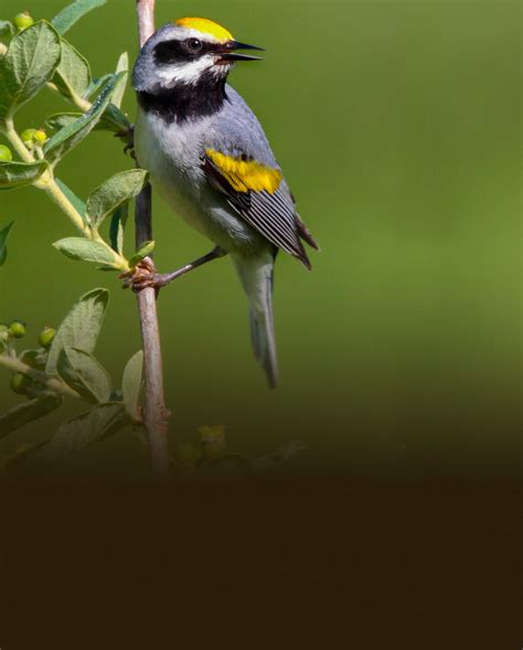 ABC's Bird Library - American Bird Conservancy