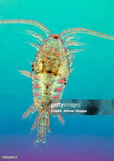 Plankton Microscope Photos and Premium High Res Pictures - Getty Images