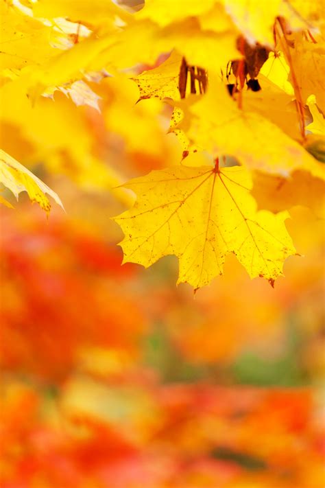 Yellow Autumn Leaves Free Stock Photo - Public Domain Pictures