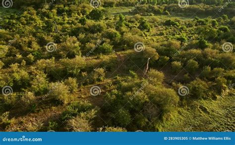 Aerial African Wildlife Shot of Masai Giraffe in Maasai Mara in Africa, Kenya Hot Air Balloon ...