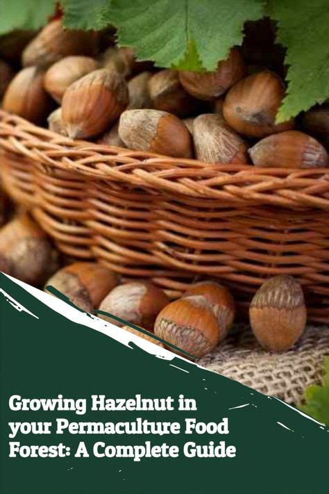 Hazelnut Bush, Hazelnut Tree, Food Forest Garden, Fruit Garden ...