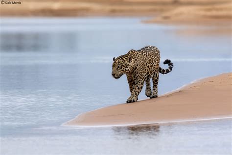 Wildlife of the Pantanal Photo Tour 2025 - Brazil - Oryx Photo Tours