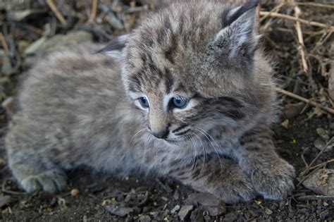 Bobcats: Living on the Urban Edge - Santa Monica Mountains National Recreation Area (U.S ...