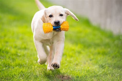 10 Top Dog Breeds That Like to Play