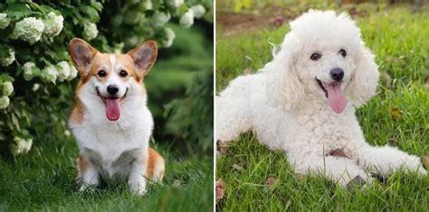 Corgipoo: Everything You Should Know About The Corgi Poodle Mix | All Things Dogs