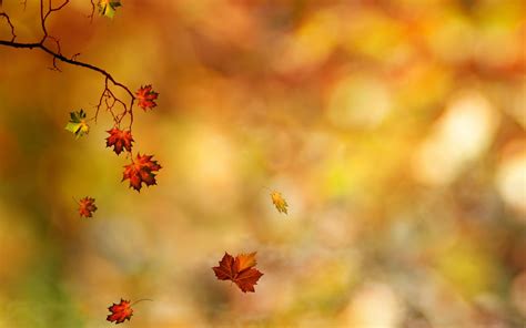 Download Nature Season Fall Leaf HD Wallpaper