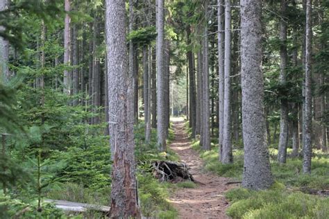 Ardennes Wild Autumn Guided Hiking Weekend. 2-day trip. Certified guide