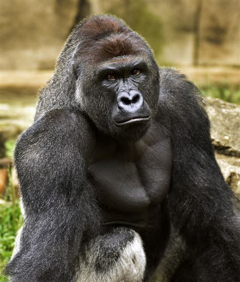 Police probe threat that led to evacuation of Cincinnati Zoo | cleveland.com