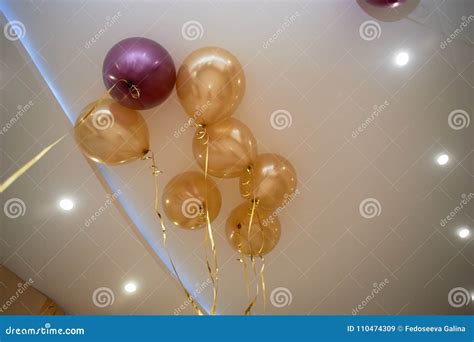 Making Balloons Gold and Purple Colors.Children`s Birthday, Wedding or Anniversary Stock Image ...