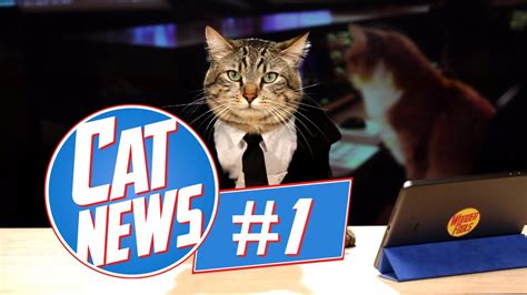 Cat News #1 - YouTube