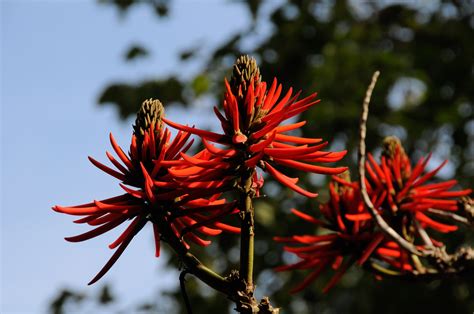 Erythrina lysistemon (Coral tree)