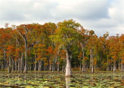 Cypress trees dominate Florida's forested wetlands