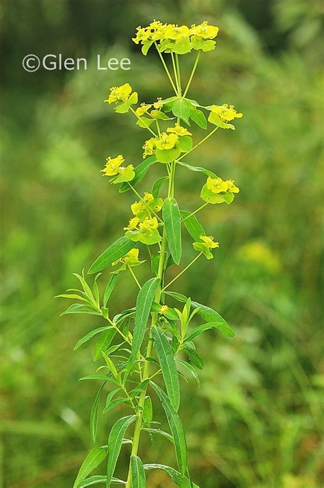 Euphorbia esula photos Saskatchewan Wildflowers