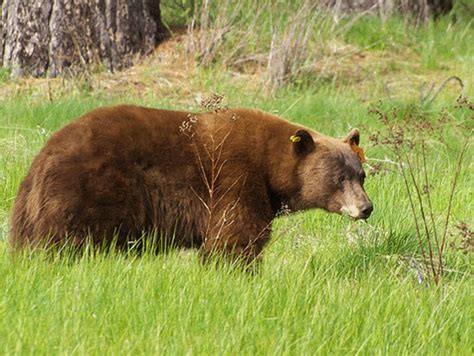 Those black bears you see in Southern California, this is how they arrived – Daily News