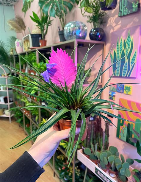 Tillandsia Cyanea - Little Shop of Plants