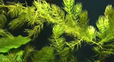 Top 10 | Best Aquarium Plants For Guppies