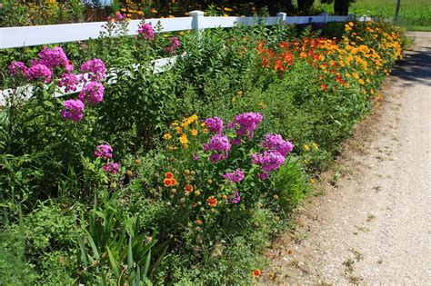 Planting In Zone 5: Gardening Tips For Zone 5 | Gardening zones, Shade garden, Garden planning