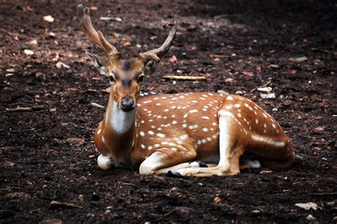 Thrissur Zoo and State Museum, Thrissur - Entry Fee, Visit Timings ...