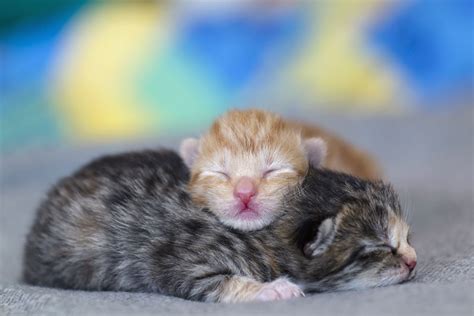 Newborn Kittens Wallpapers - Wallpaper Cave