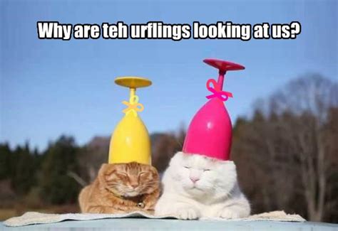 Lolcats - captions - LOL at Funny Cat Memes - Funny cat pictures with words on them - lol | cat ...