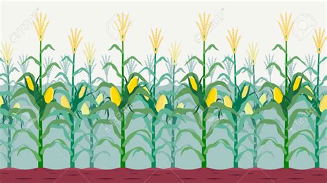 corn field clip art 20 free Cliparts | Download images on Clipground 2024