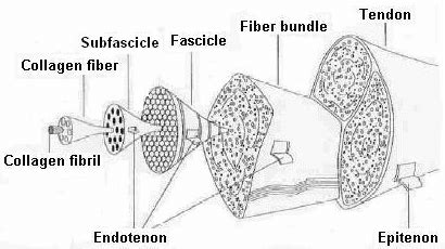 Tendon structure from collagen fibrils to the entire tendon [125]. | Download Scientific Diagram